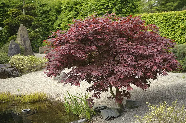 535249 - Japanese maple (Acer palmatum 'Bloodgood')