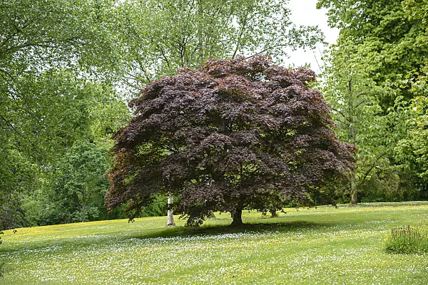 547052 - Japanese maple (Acer palmatum 'Bloodgood')