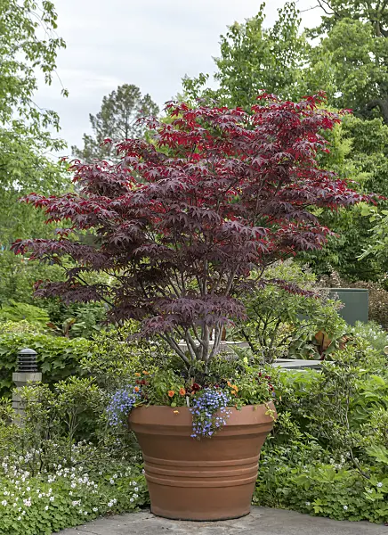 651015 - Japanese maple (Acer palmatum 'Bloodgood')