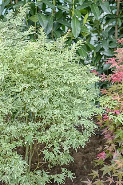 558023 - Japanese maple (Acer palmatum 'Butterfly')