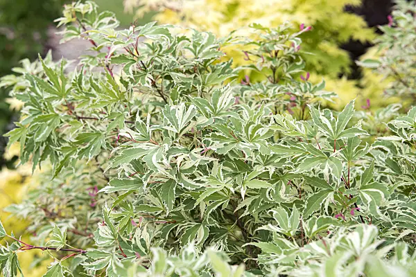638007 - Japanese maple (Acer palmatum 'Butterfly')