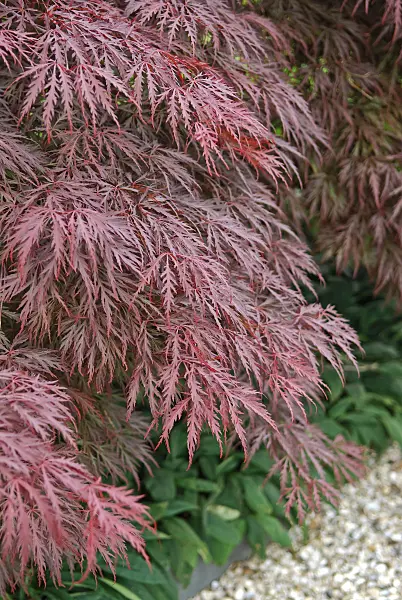502086 - Japanese maple (Acer palmatum 'Crimson Queen')