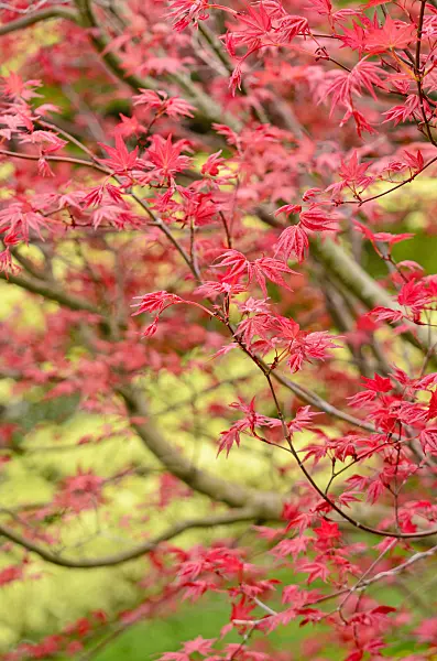 556022 - Japanese maple (Acer palmatum 'Deshojo')