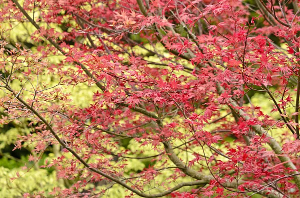 556023 - Japanese maple (Acer palmatum 'Deshojo')