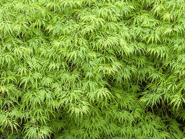 437419 - Japanese maple (Acer palmatum 'Dissectum')