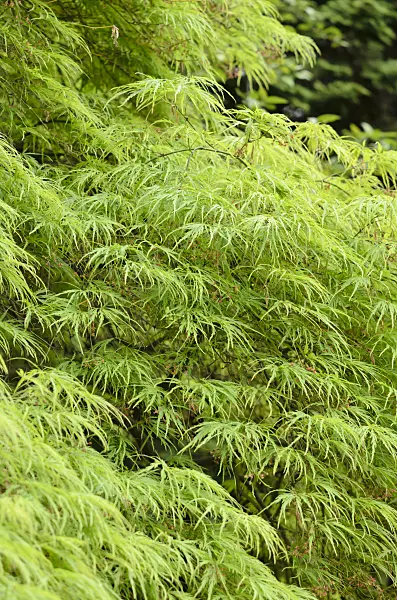 520102 - Japanese maple (Acer palmatum 'Dissectum')