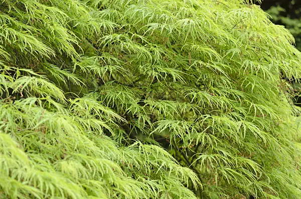 520103 - Japanese maple (Acer palmatum 'Dissectum')