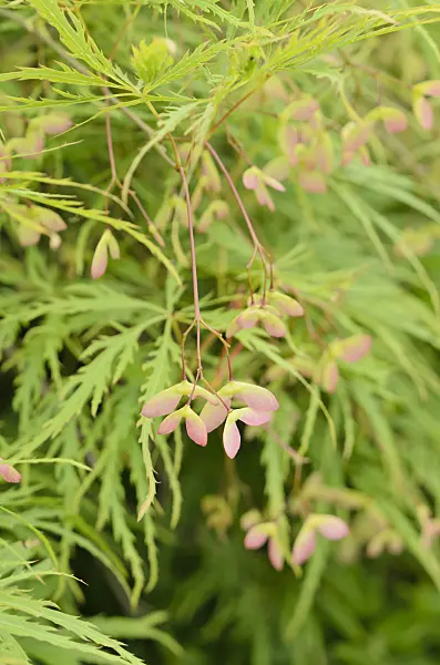 520490 - Japanese maple (Acer palmatum 'Dissectum')