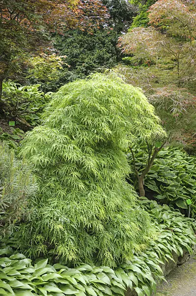535250 - Japanese maple (Acer palmatum 'Dissectum')