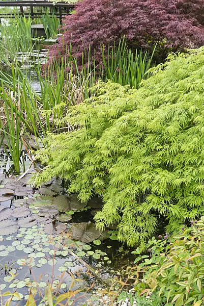 544060 - Japanese maple (Acer palmatum 'Dissectum')