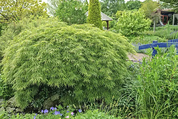 558024 - Japanese maple (Acer palmatum 'Dissectum')