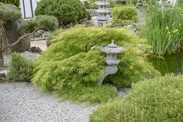 558025 - Japanese maple (Acer palmatum 'Dissectum')