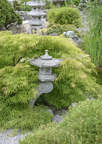 558026 - Japanese maple (Acer palmatum 'Dissectum')
