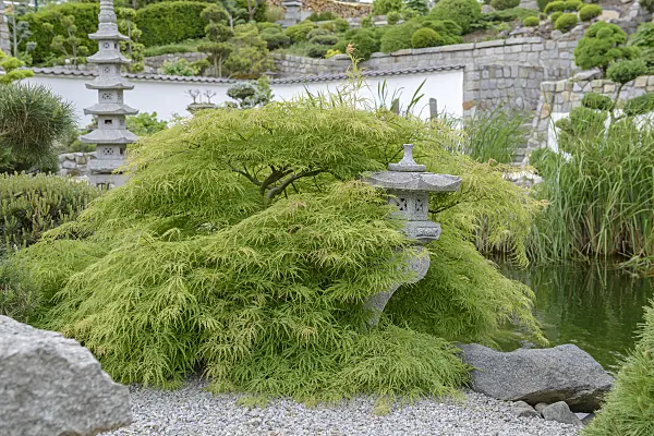 558027 - Japanese maple (Acer palmatum 'Dissectum')