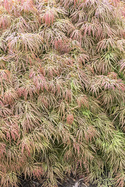 638008 - Japanese maple (Acer palmatum 'Dissectum')