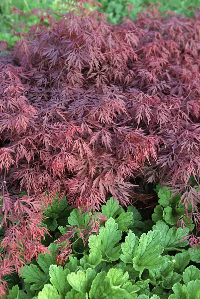 502087 - Japanese maple (Acer palmatum 'Dissectum Garnet')