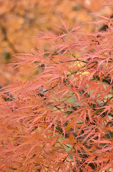 525272 - Japanese maple (Acer palmatum 'Dissectum Garnet')
