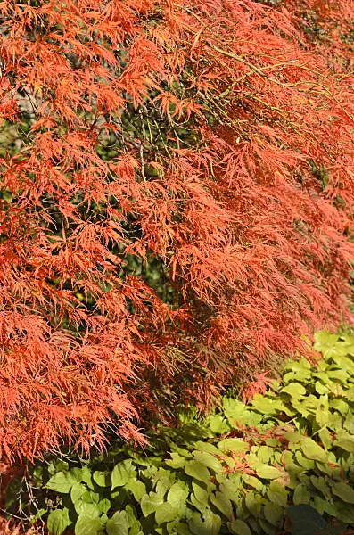 525316 - Japanese maple (Acer palmatum 'Dissectum Garnet')