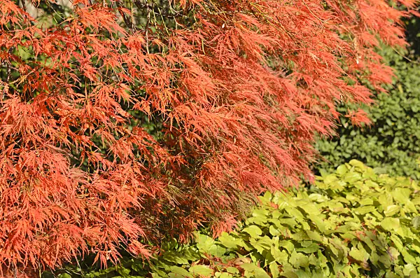 525317 - Japanese maple (Acer palmatum 'Dissectum Garnet')