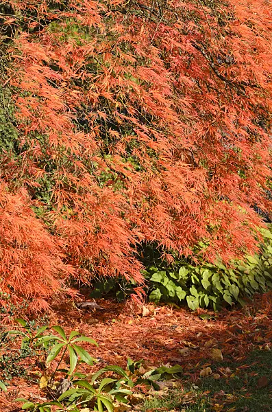 525318 - Japanese maple (Acer palmatum 'Dissectum Garnet')