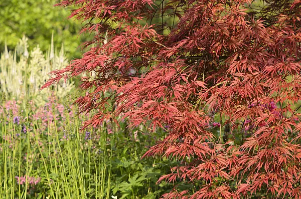 534427 - Japanese maple (Acer palmatum 'Dissectum Garnet')