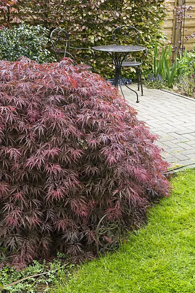 544150 - Japanese maple (Acer palmatum 'Dissectum Garnet')