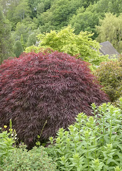 558028 - Japanese maple (Acer palmatum 'Dissectum Garnet')