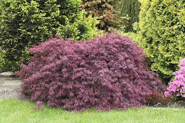 625108 - Japanese maple (Acer palmatum 'Dissectum Garnet')