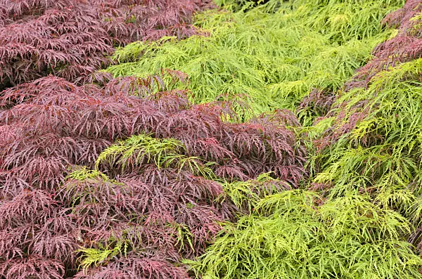 520465 - Japanese maple (Acer palmatum 'Dissectum Garnet' and Acer palmatum 'Dissectum')
