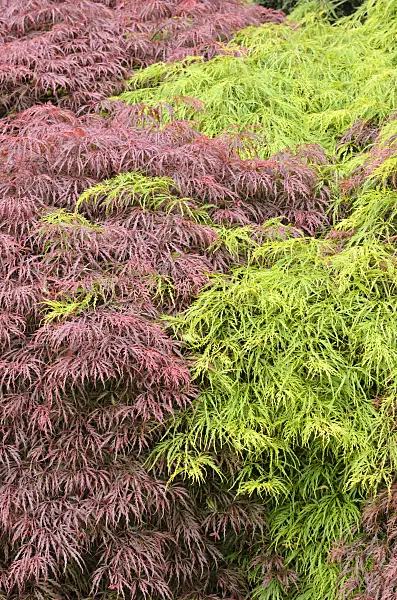 520466 - Japanese maple (Acer palmatum 'Dissectum Garnet' and Acer palmatum 'Dissectum')