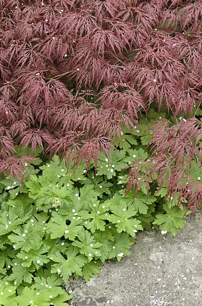 520105 - Japanese maple (Acer palmatum 'Dissectum Garnet') and bigroot cranesbill (Geranium macrorrhizum)