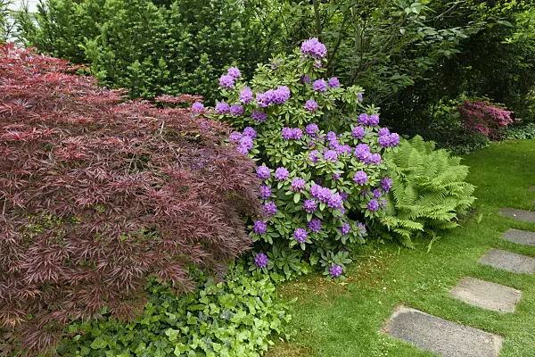 556158 - Japanese maple (Acer palmatum 'Dissectum Garnet'), rhododendron (Rhododendron) and ostrich fern (Matteuccia struthiopteris)