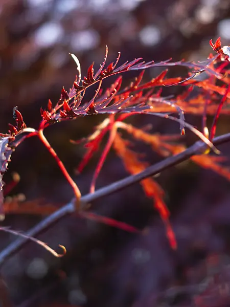 415060 - Japanese maple (Acer palmatum 'Dissectum Ornatum')