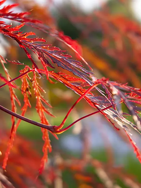415061 - Japanese maple (Acer palmatum 'Dissectum Ornatum')