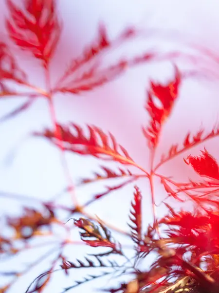 415062 - Japanese maple (Acer palmatum 'Dissectum Ornatum')