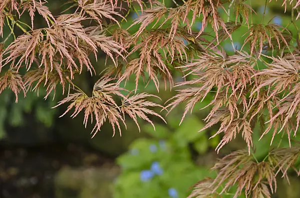 520104 - Japanese maple (Acer palmatum 'Dissectum Ornatum')