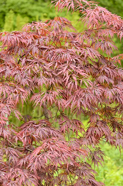 533319 - Japanese maple (Acer palmatum 'Dissectum Tamukeyama')