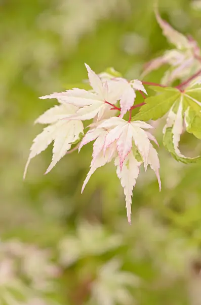 545163 - Japanese maple (Acer palmatum 'Honoo')