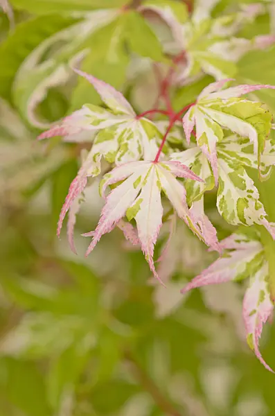 545164 - Japanese maple (Acer palmatum 'Honoo')