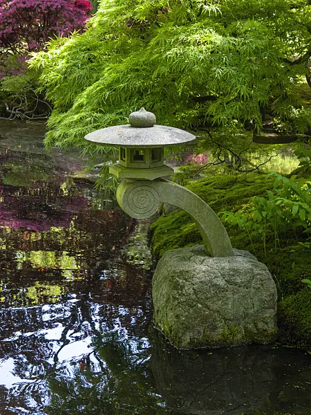 401135 - Japanese maple (Acer palmatum) in a Japanese garden with a stone lantern in a pond