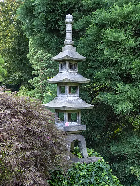 427081 - Japanese maple (Acer palmatum) in a Japanese garden with a three-storey stone lantern