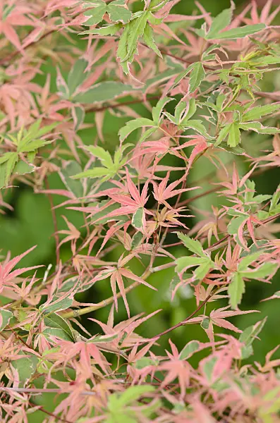 520462 - Japanese maple (Acer palmatum 'Kagiri Nishiki')