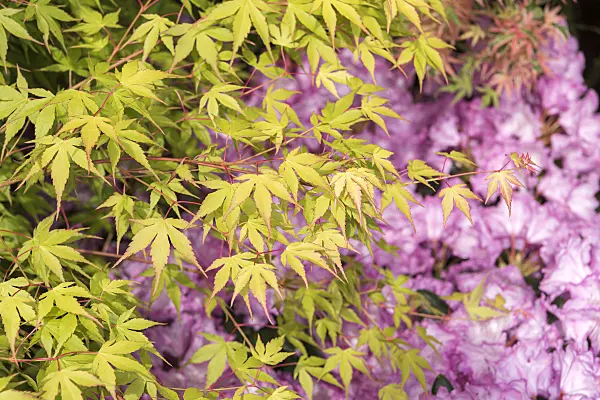 638009 - Japanese maple (Acer palmatum 'Katsura')
