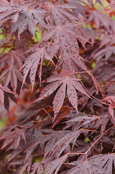 520383 - Japanese maple (Acer palmatum 'Koriba')