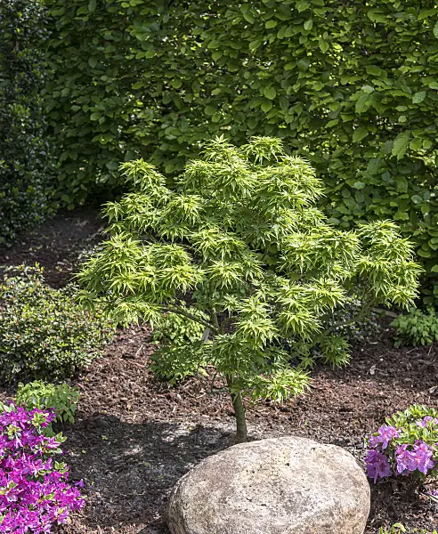 651016 - Japanese maple (Acer palmatum 'Mikawa-yatsubusa')