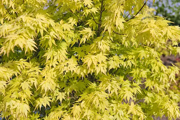 502089 - Japanese maple (Acer palmatum 'Orange Dream')