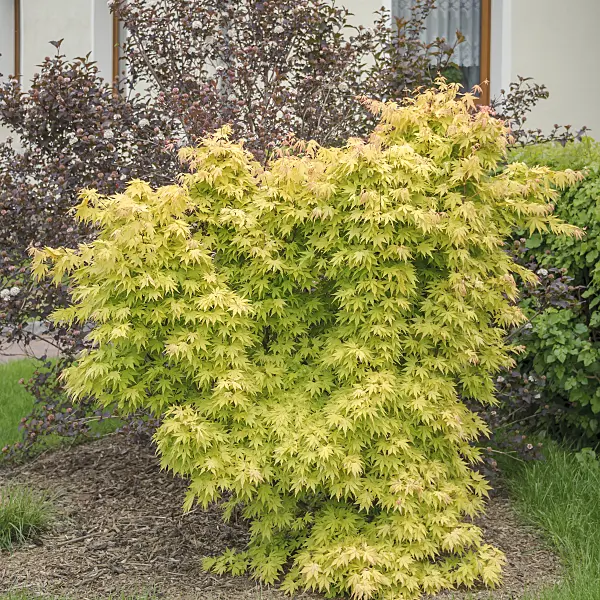 535251 - Japanese maple (Acer palmatum 'Orange Dream')
