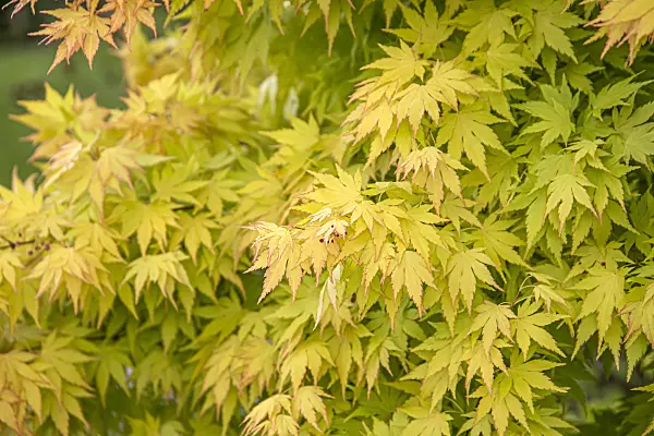 616142 - Japanese maple (Acer palmatum 'Orange Dream')