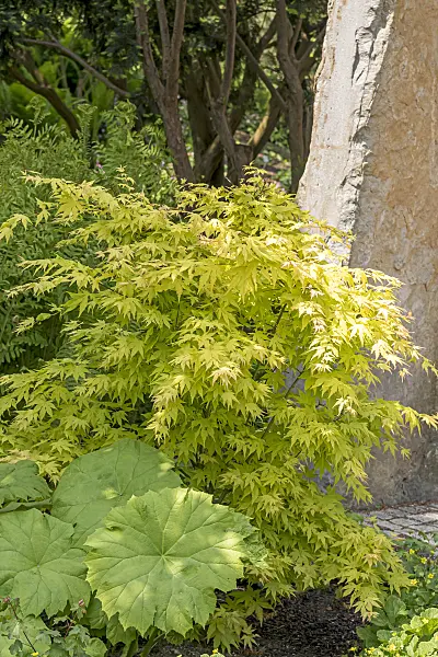 638010 - Japanese maple (Acer palmatum 'Orange Dream')