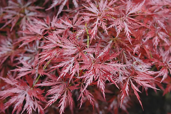 471353 - Japanese maple (Acer palmatum 'Orangeola')